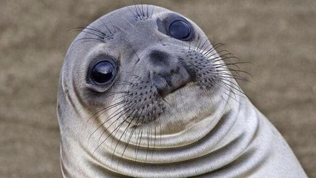 Awkward Moment Seal meme about school