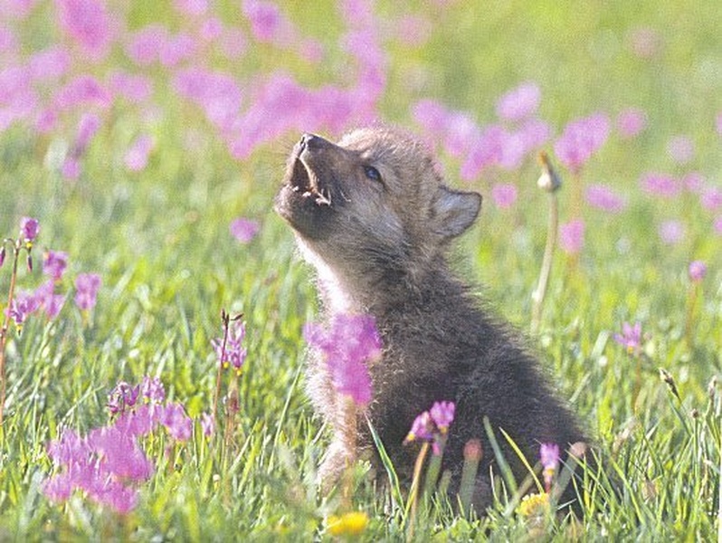 Baby Insanity Wolf meme about school