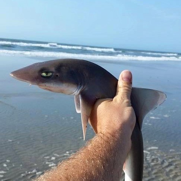 This is Bull, Shark meme about Friday