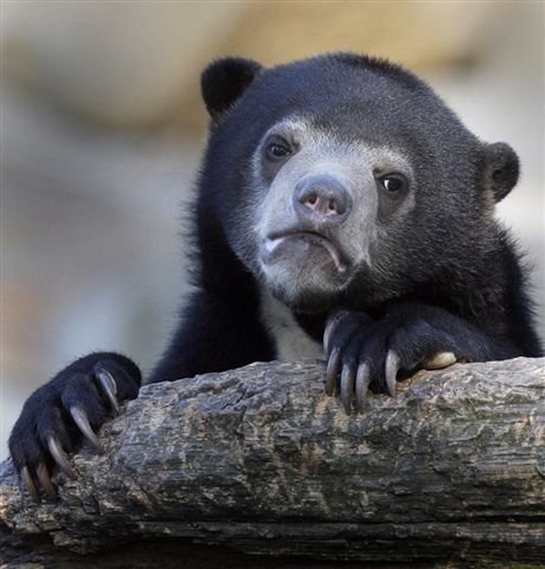 Confession Bear meme about Monday