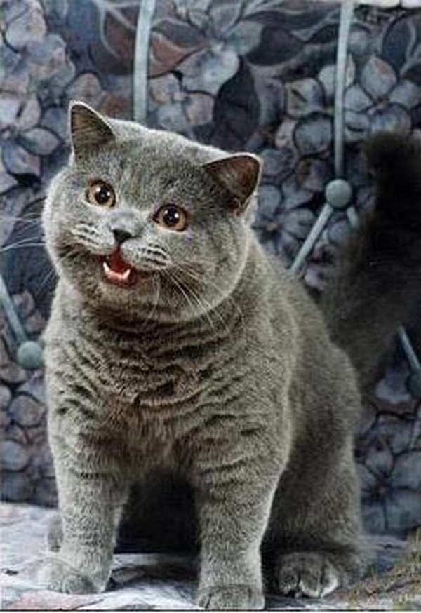 I Can Has Cheezburger? meme about work