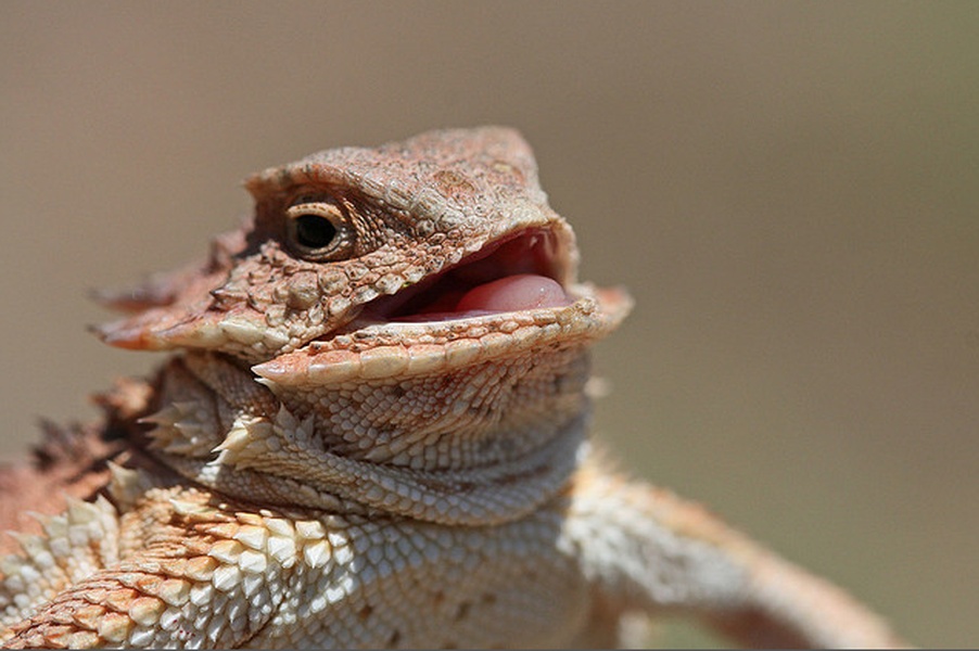 Laughing Lizard meme about Friday