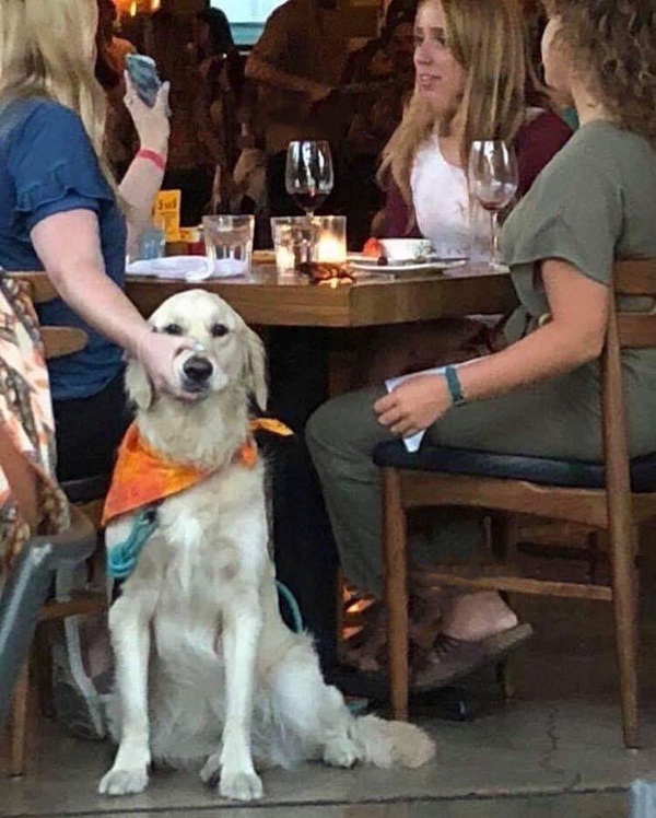 Woman Holding Dog's Mouth meme about work