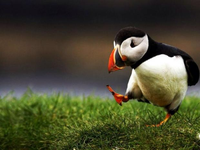 Confession Puffin