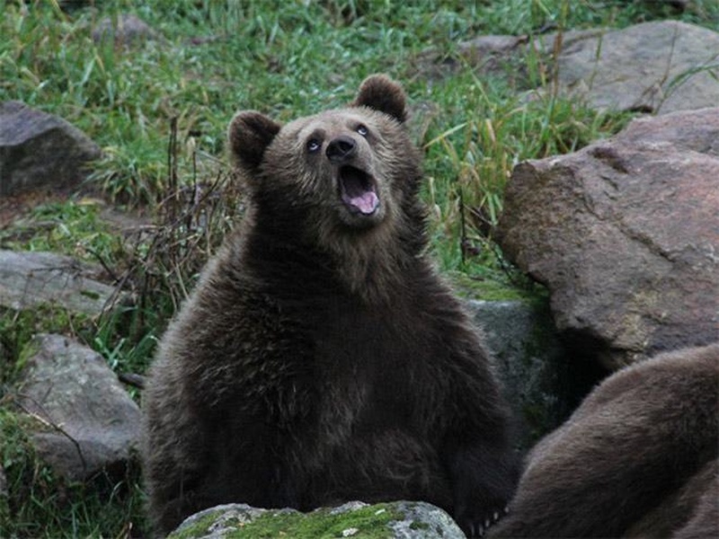 Sarcastic Bear meme about school