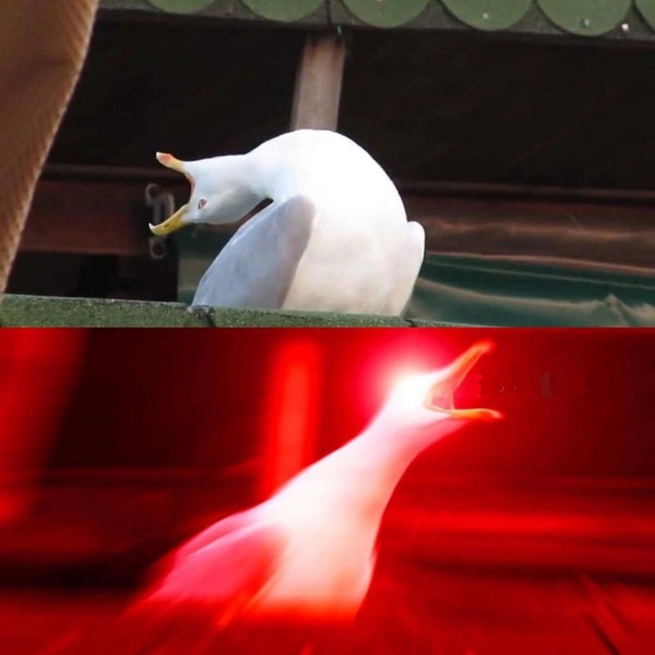 Inhaling Seagull meme about work