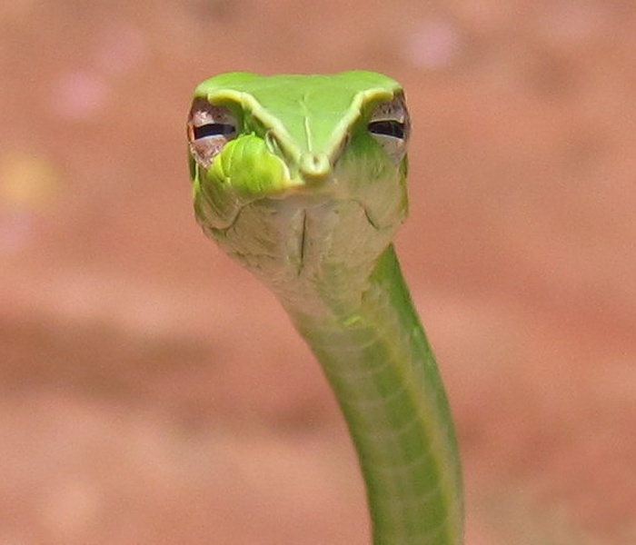 Skeptical Snake meme about work