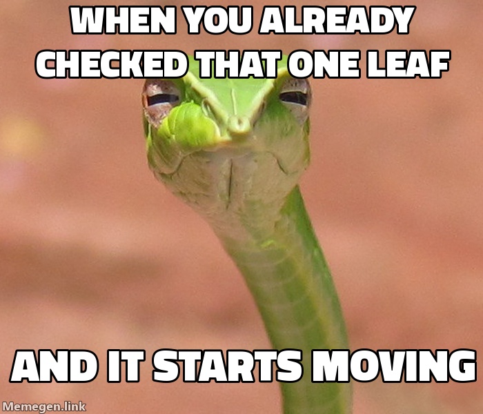 Skeptical Snake