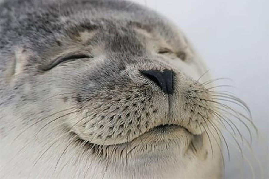 Seal of Approval meme about school